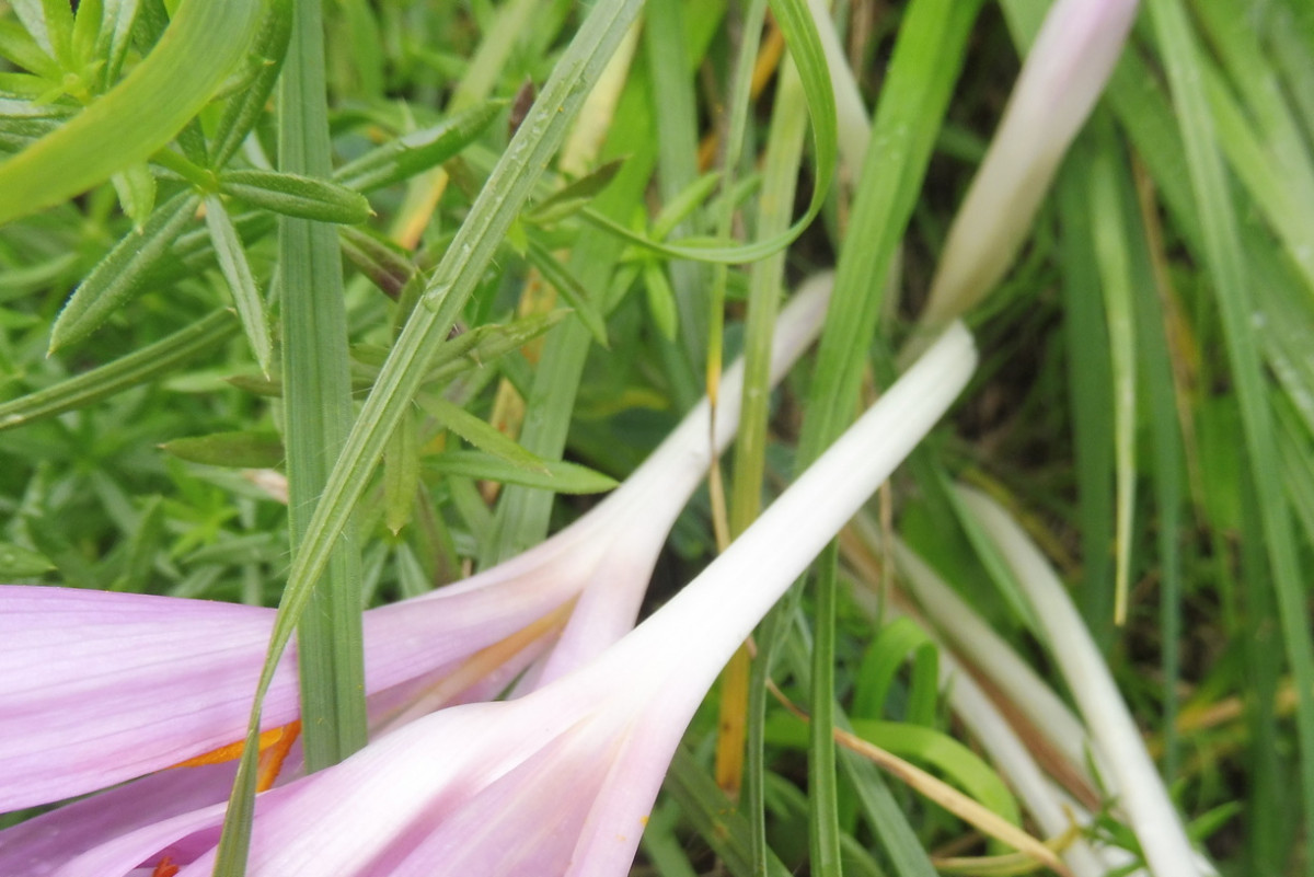 Colchicum 2.JPG