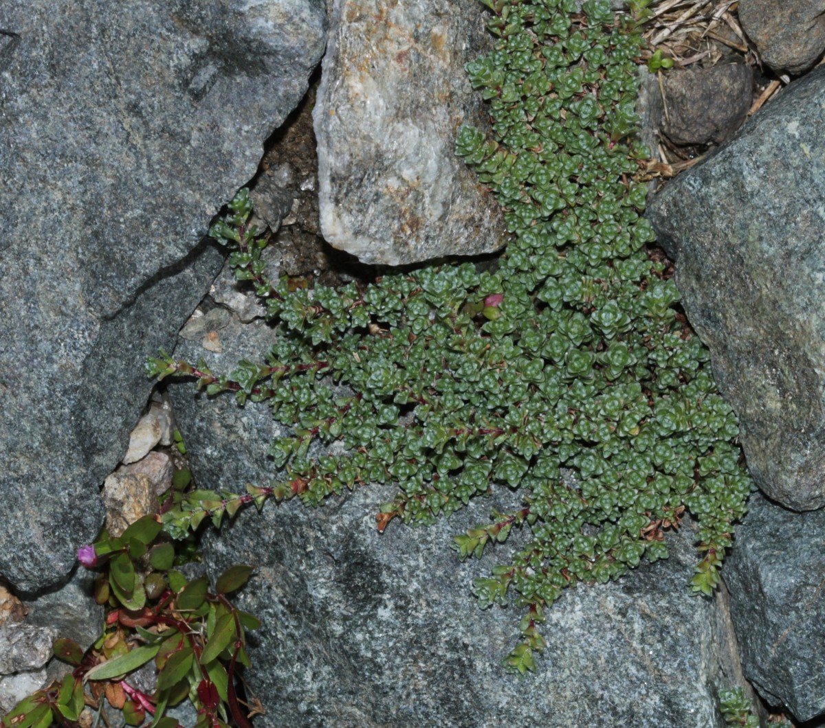 IMG_9322.JPG