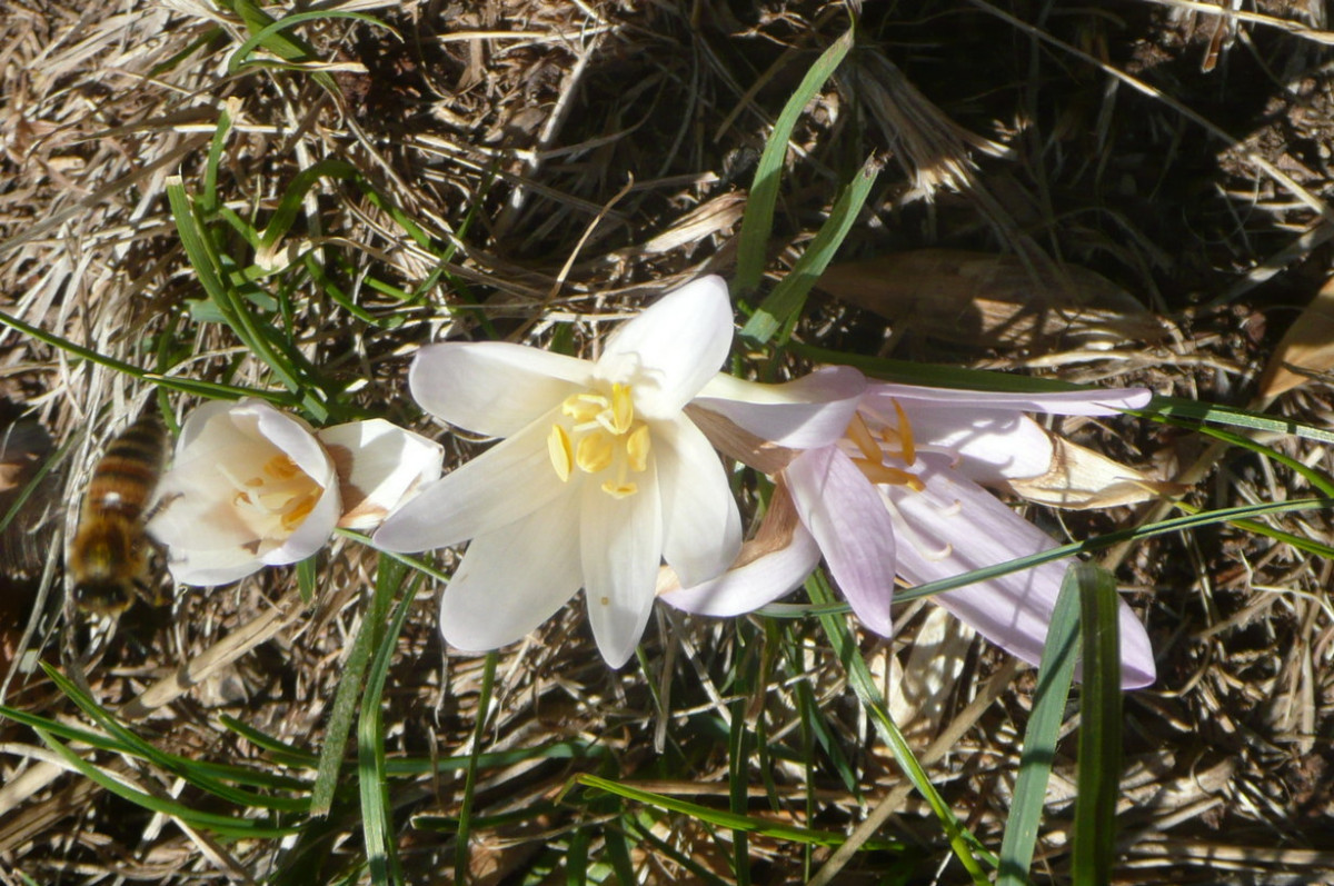 Colchicum 3.JPG