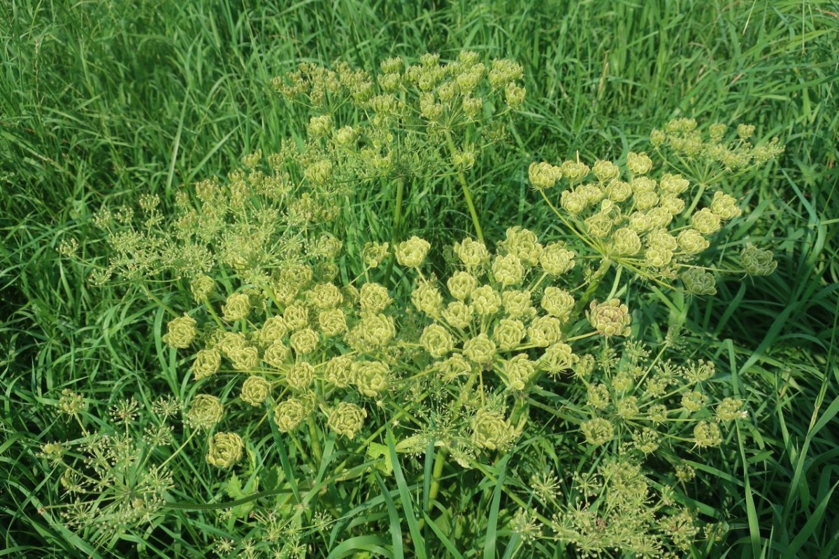 Heracleum 1_Sterzing_2025-08-11.jpg