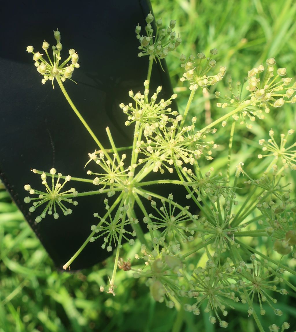 Heracleum 2_Sterzing_2025-08-11.jpg