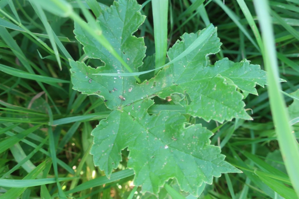 Heracleum 6_Sterzing_2025-08-11.jpg