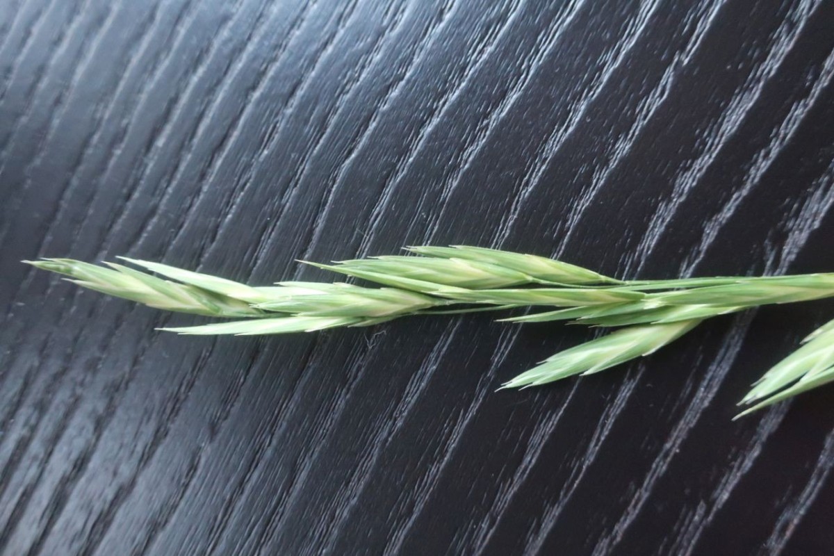 Bromus 2_Klausen_2025-08-10.jpg