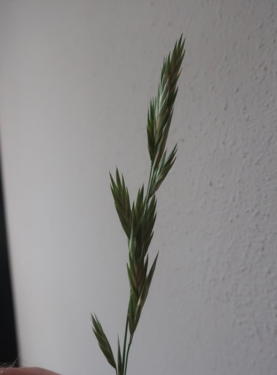 Bromus 7_Klausen_2025-08-10.jpg
