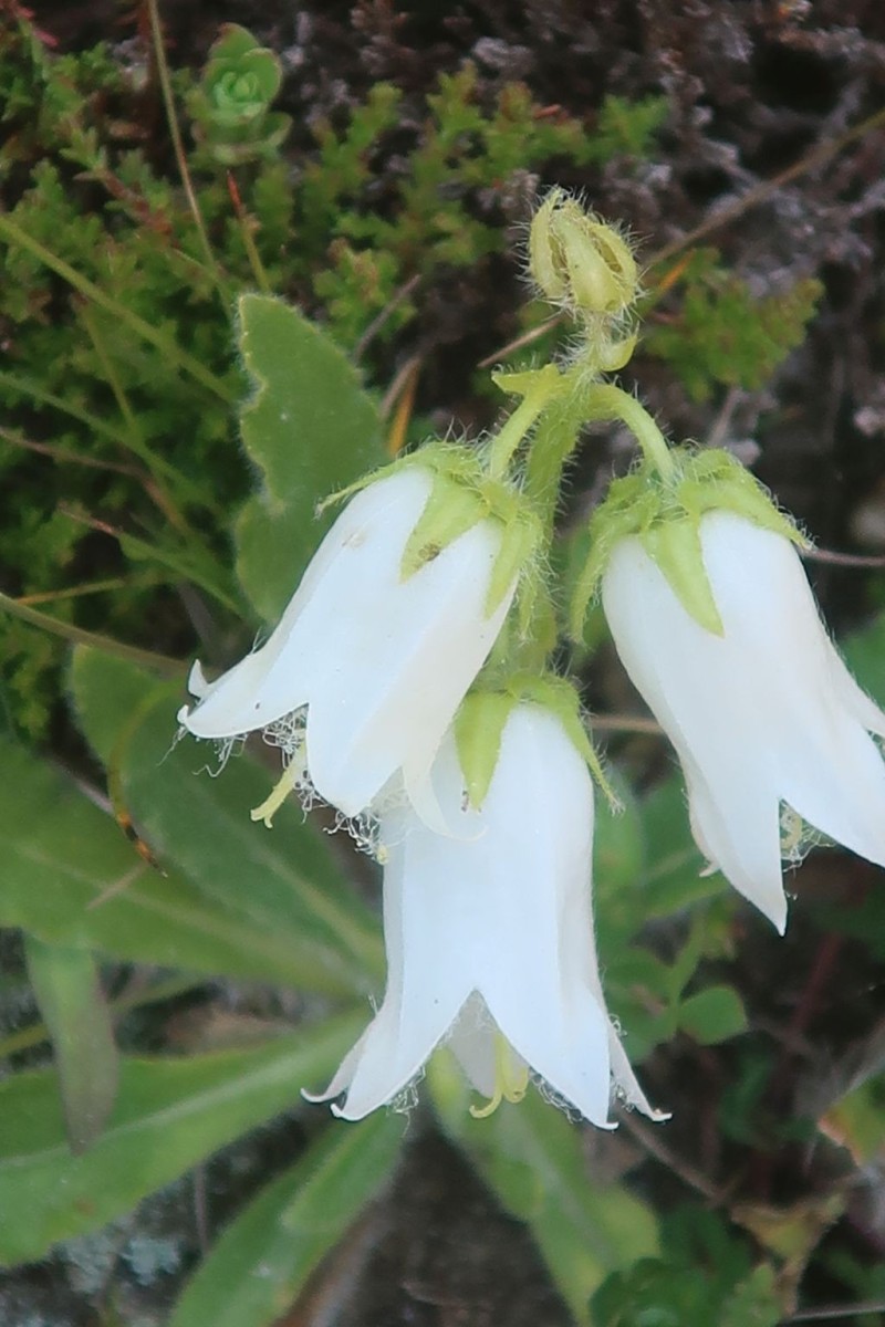 die meisten Exemplare waren schon verblüht - hier eines mit weißen Blüten