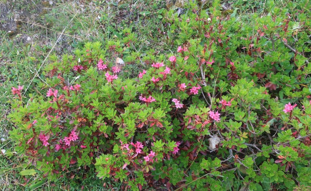 Die Bewimperte Alpenrose mit letzten Blüten