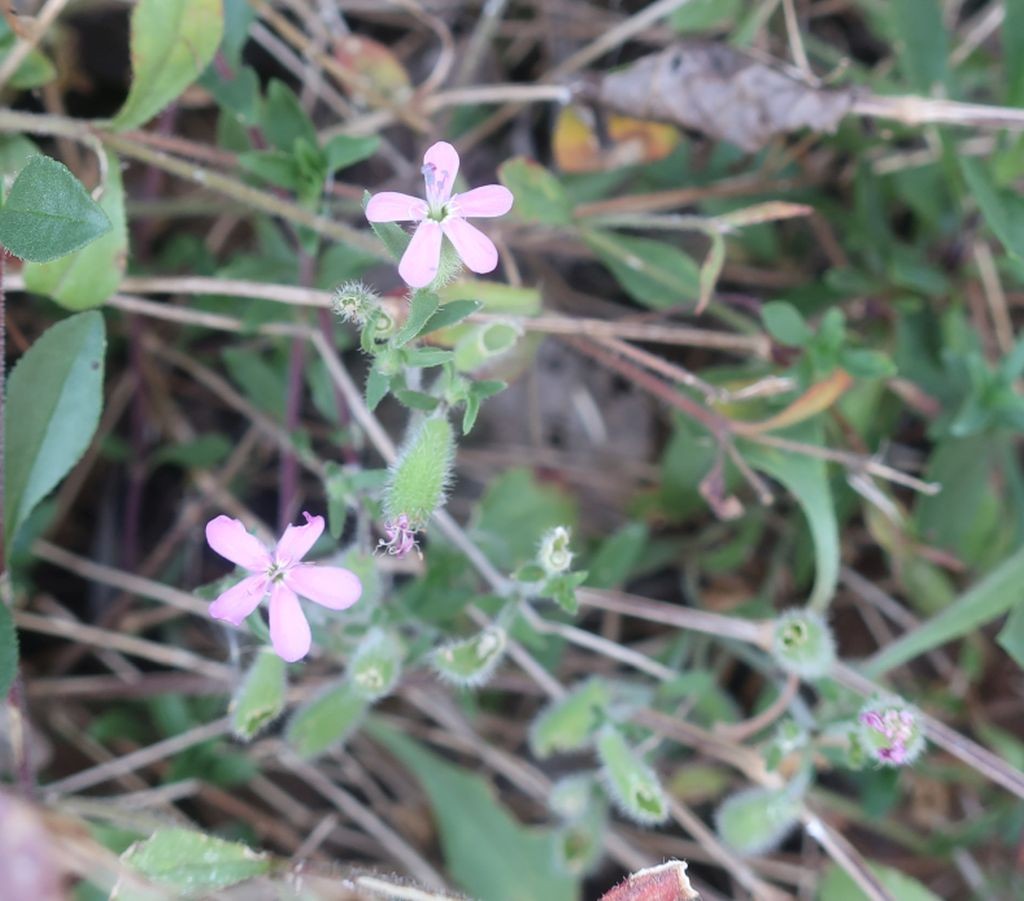 Wuchs direkt neben Saponaria officinalis