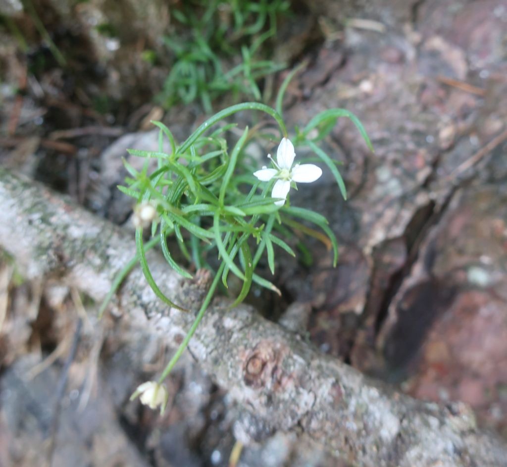 Mehrfach auf Felsen bei den Maisslbachfällen