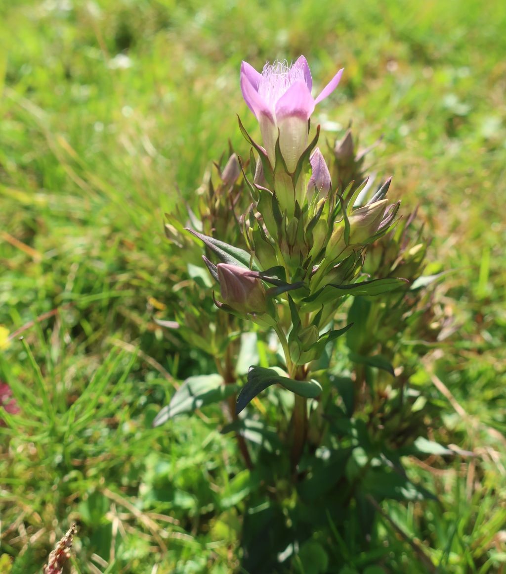 2025-08-11_Gentianella rhaetica 2_Pfitschtal.jpg