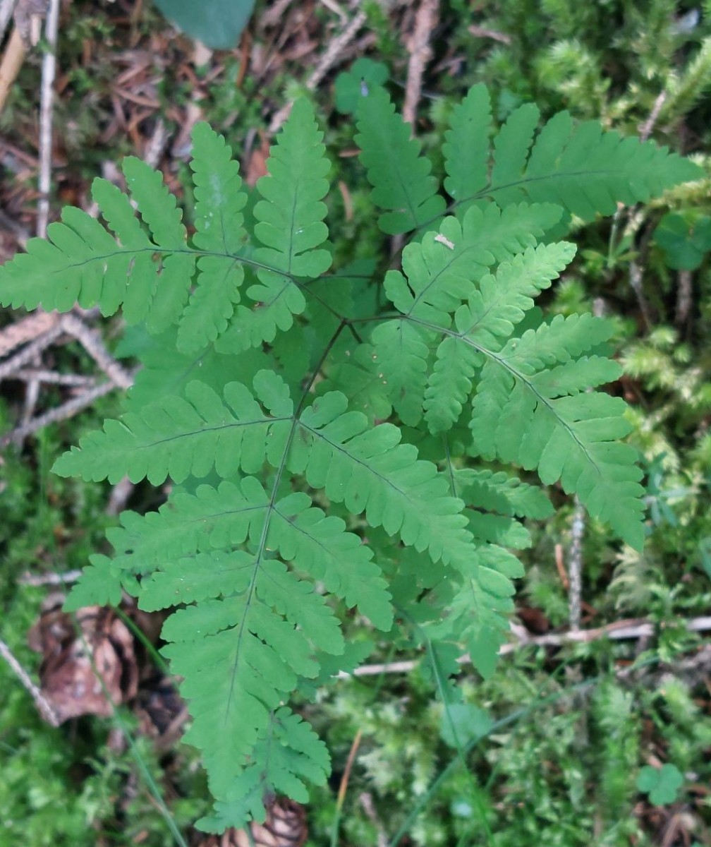 Der benachbarte Wald war unglaublich reich an Farnen