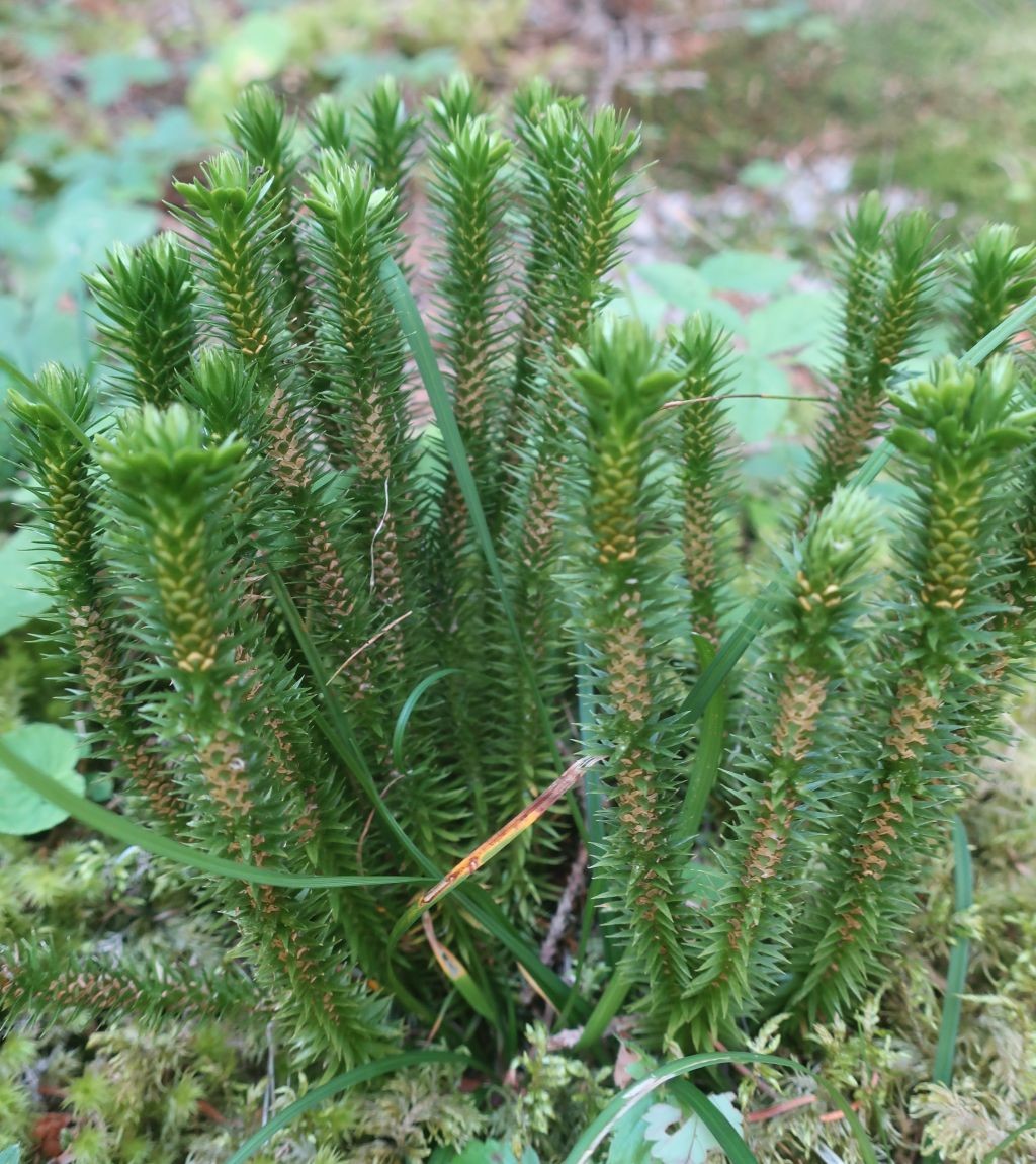 Nur an einer einzigen Stelle im Wald gefunden