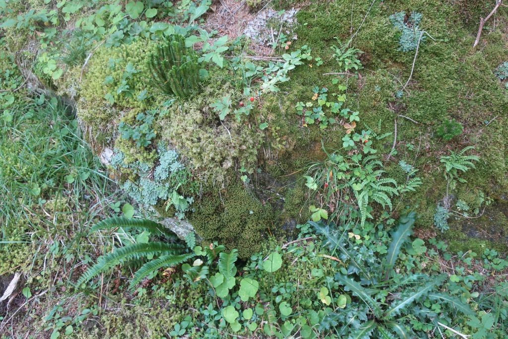 mein Lieblingsfoto, ein Wimmelbild: Felsen u.a. mit Huperzia selago, Polystichum lonchitis, Asplenium viride, Fragaria vesca, Saxifraga paniculata ...
