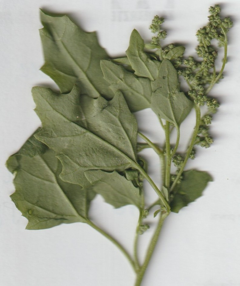 chenopodium 002.jpg