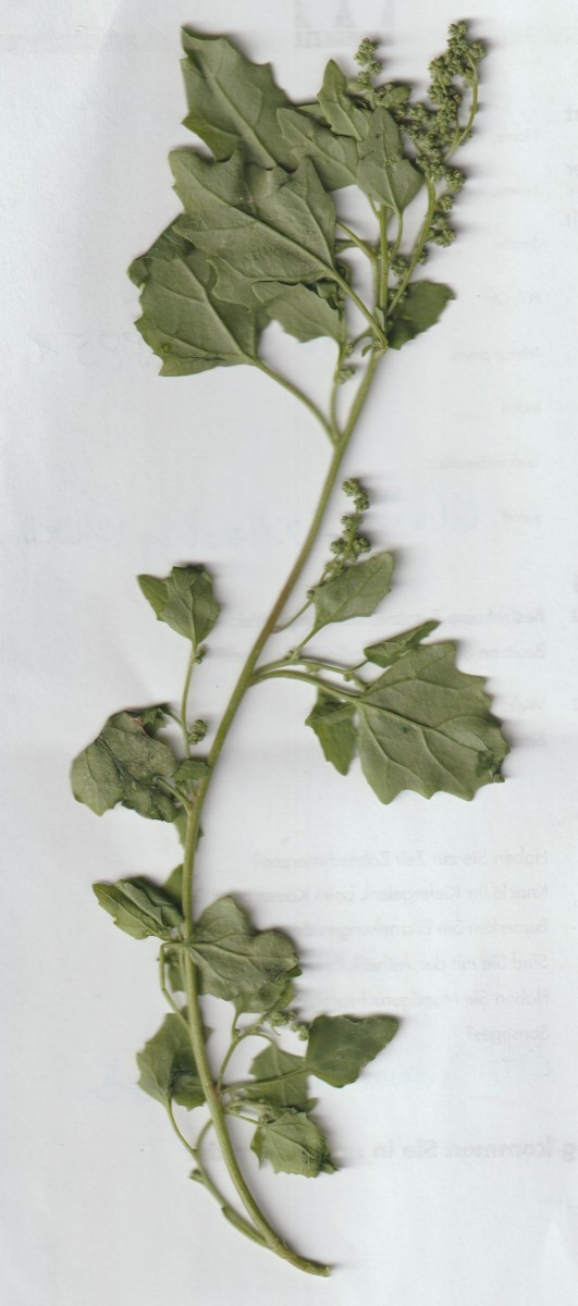 chenopodium ganz 001.jpg