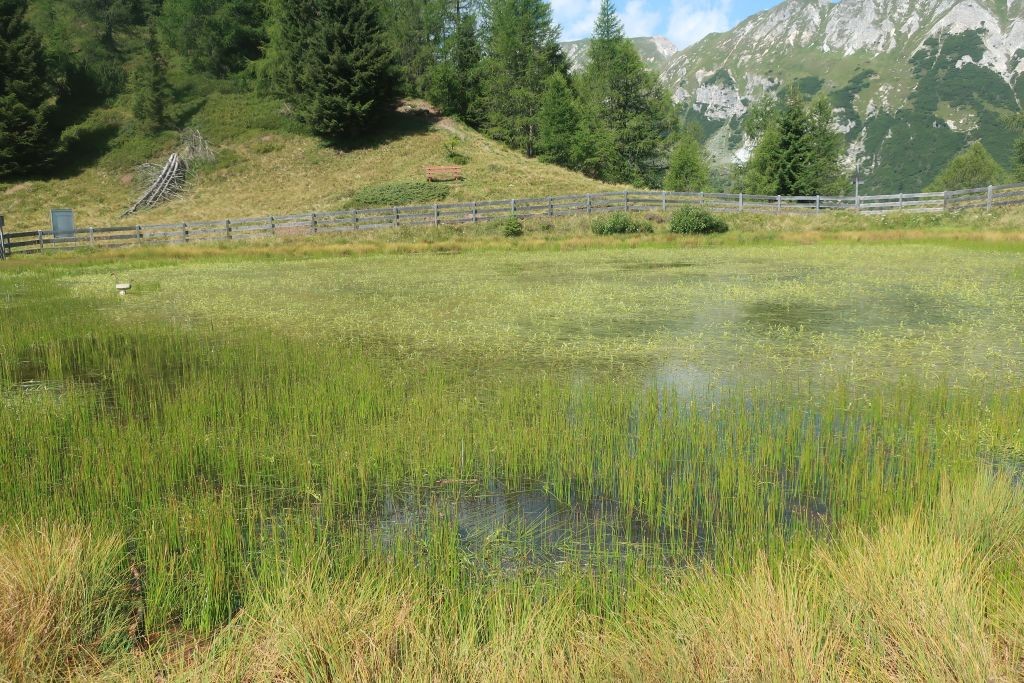 2025-08-09_Rosskopf_Kastellacke 2.jpg