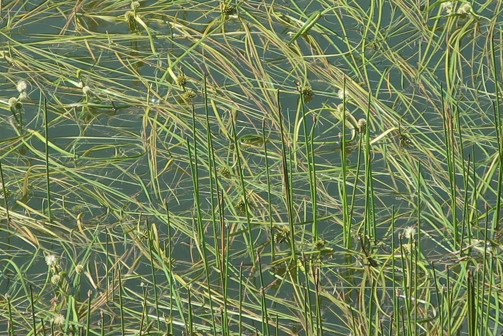 2025-08-09_Rosskopf_Kastellacke 4.jpg