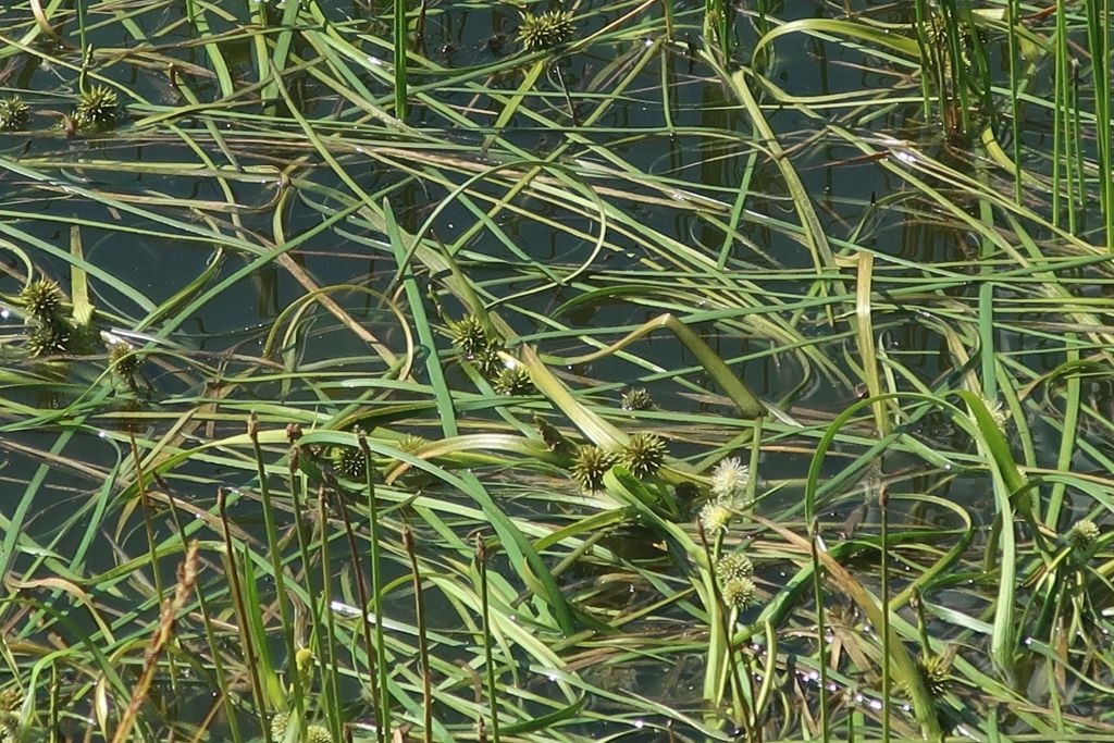2025-08-09_Rosskopf_Kastellacke 7.jpg