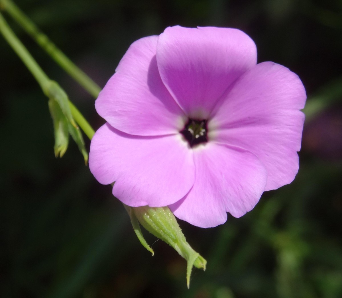 (1) Blüte.JPG