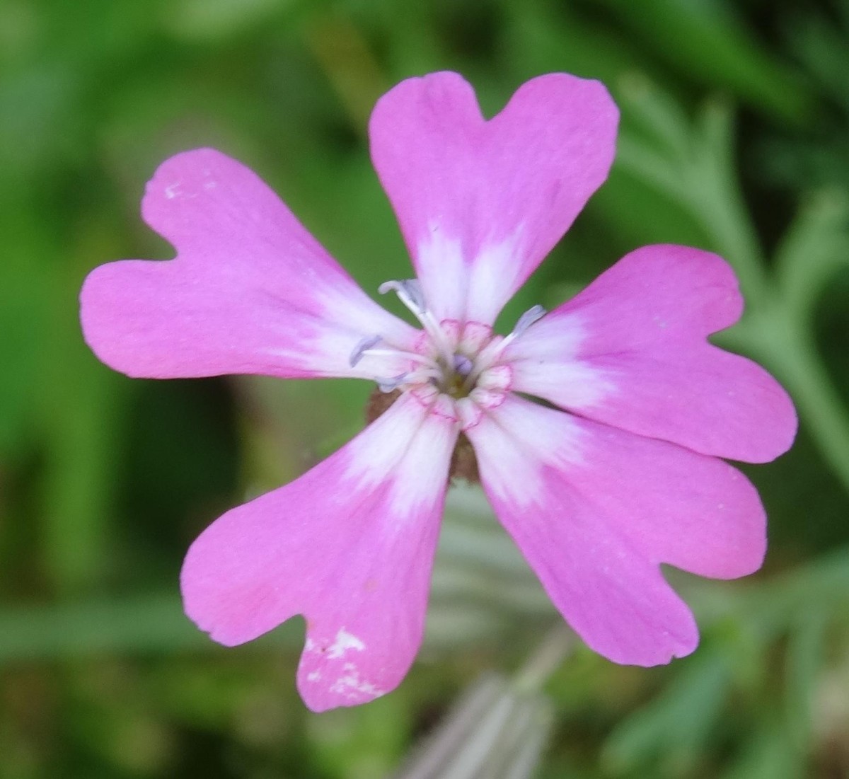 (1) Blüte.jpg