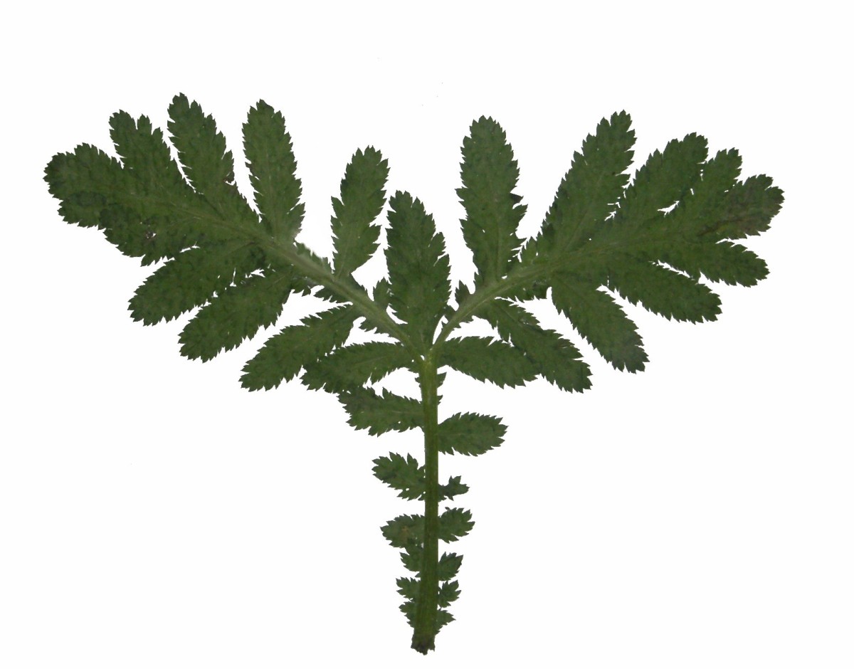 Fenchel 15 Rainfarn.jpg