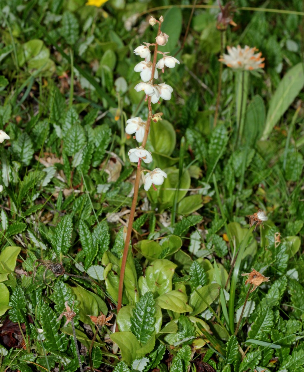 IMG_9335.JPG (905.95 KiB) 3989 mal betrachtet IMG_9335.JPG