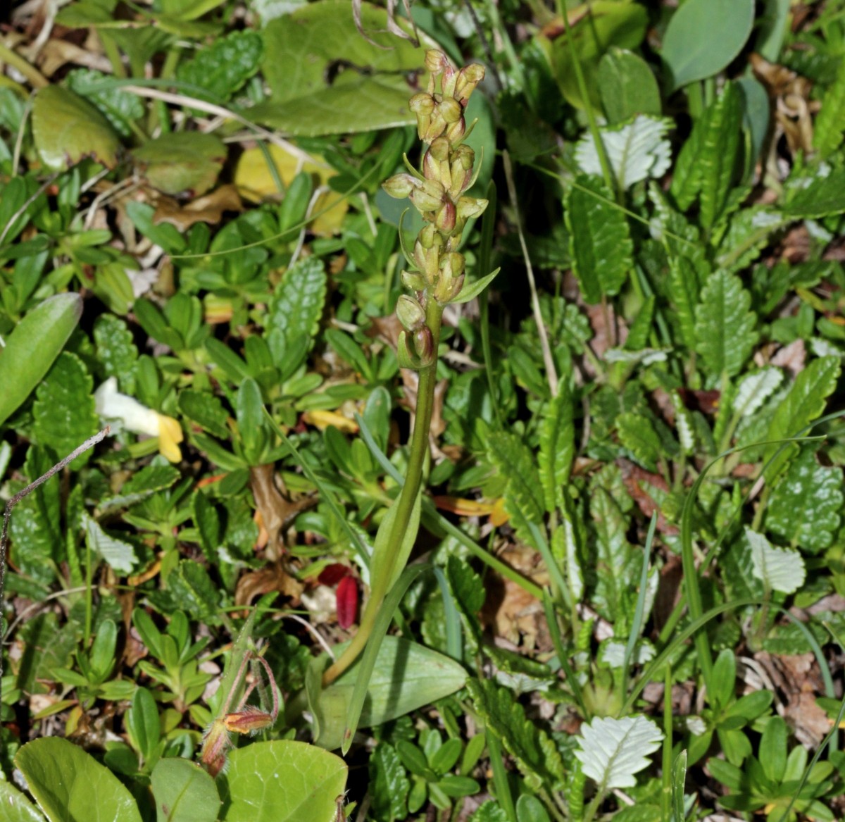 IMG_9337.JPG (976.43 KiB) 3989 mal betrachtet IMG_9337.JPG