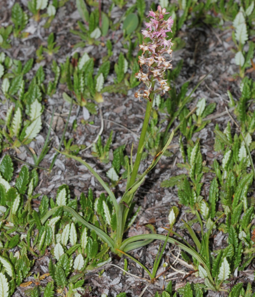 IMG_9340.JPG (902.62 KiB) 3989 mal betrachtet IMG_9340.JPG