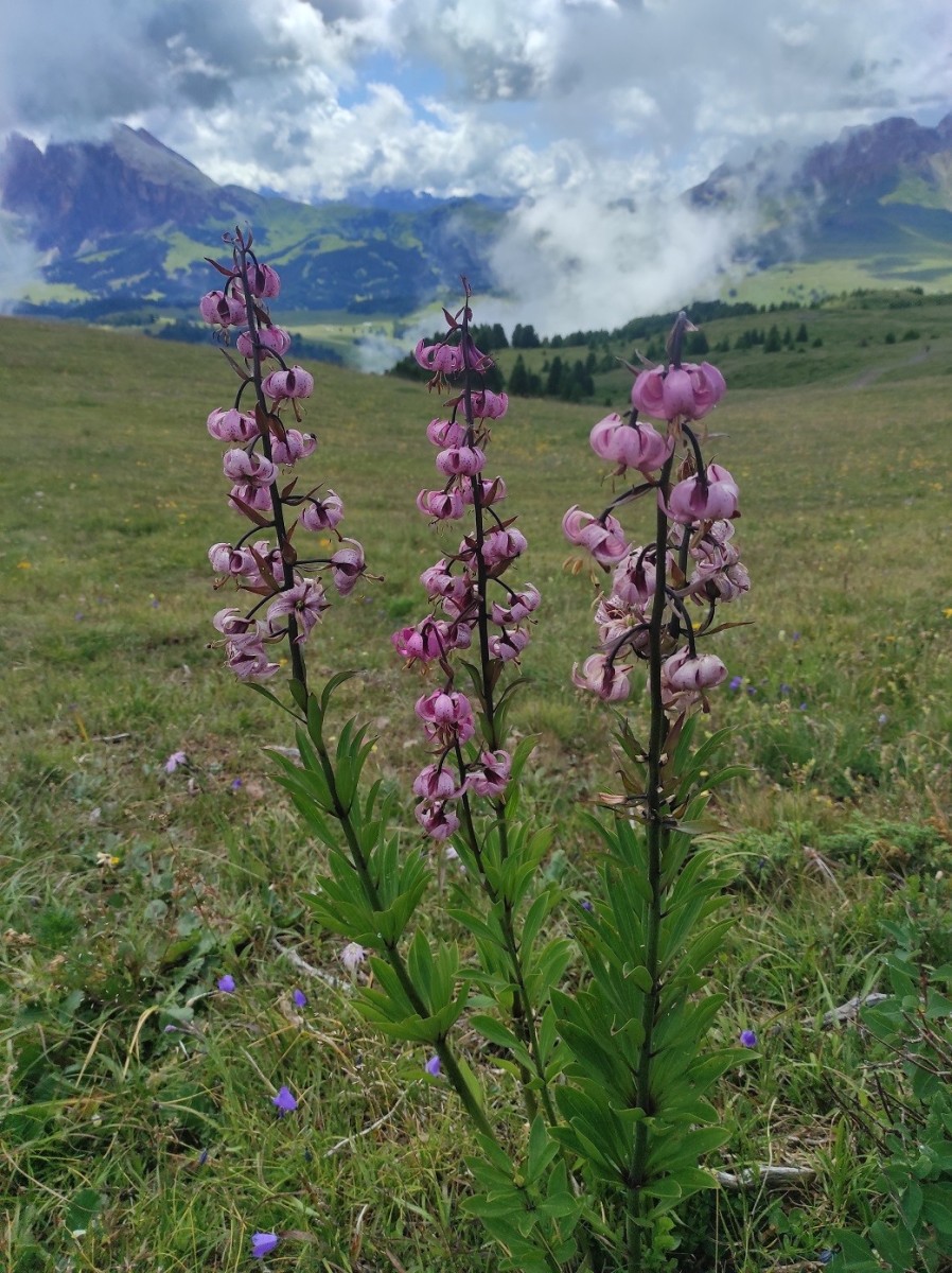 Lilium_m.jpg (469.08 KiB) 1032 mal betrachtet Lilium_m.jpg