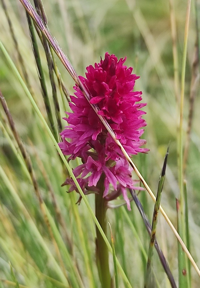 Nigritella_spec.jpg