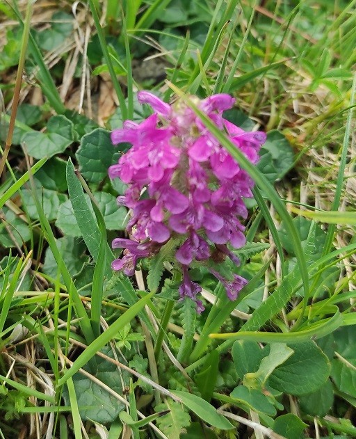 Pedicularis_verticillata.jpg