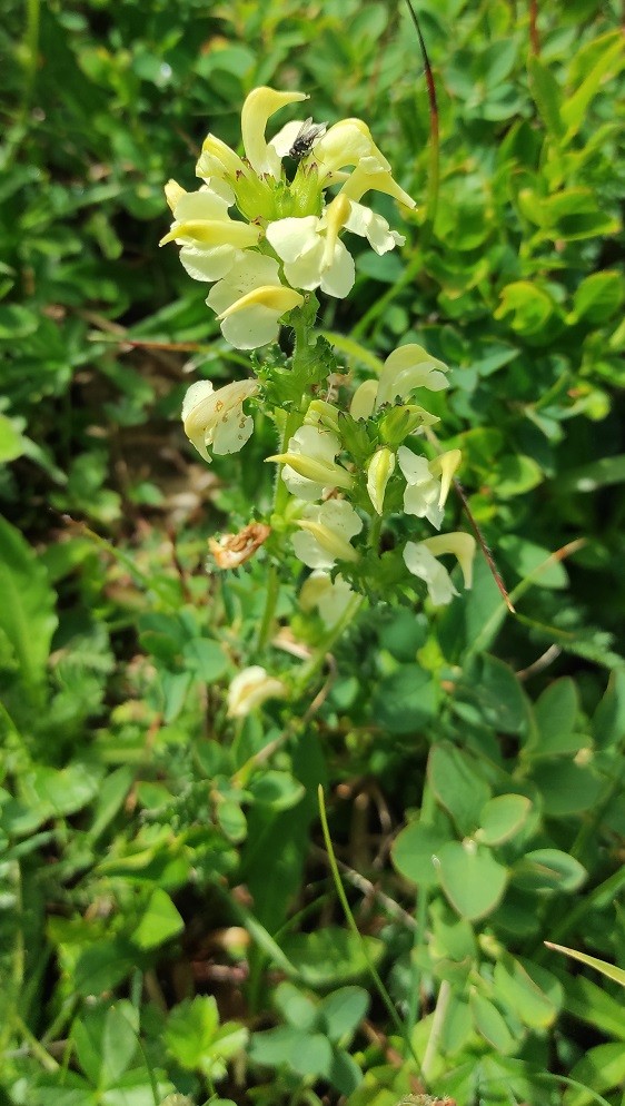 Pedicularis_elongata.jpg