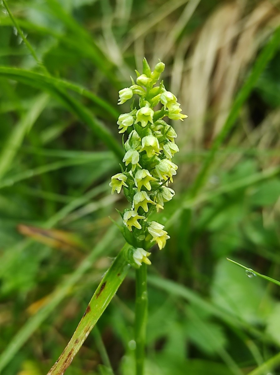 Pseudorchis_albida.jpg (232.56 KiB) 1778 mal betrachtet Pseudorchis_albida.jpg