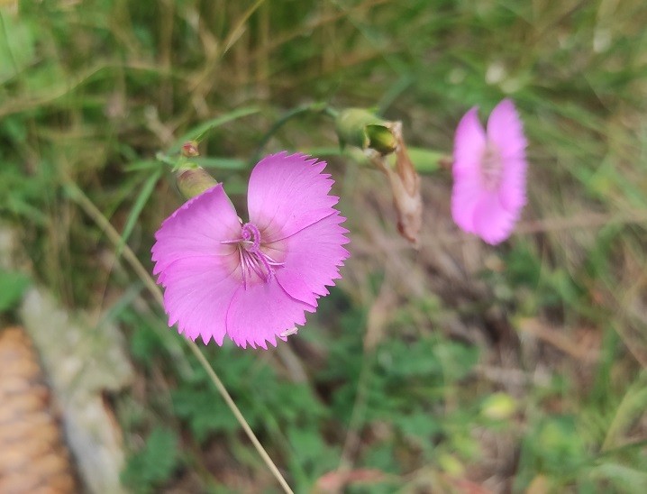 Dianthus_sylvestris.jpg