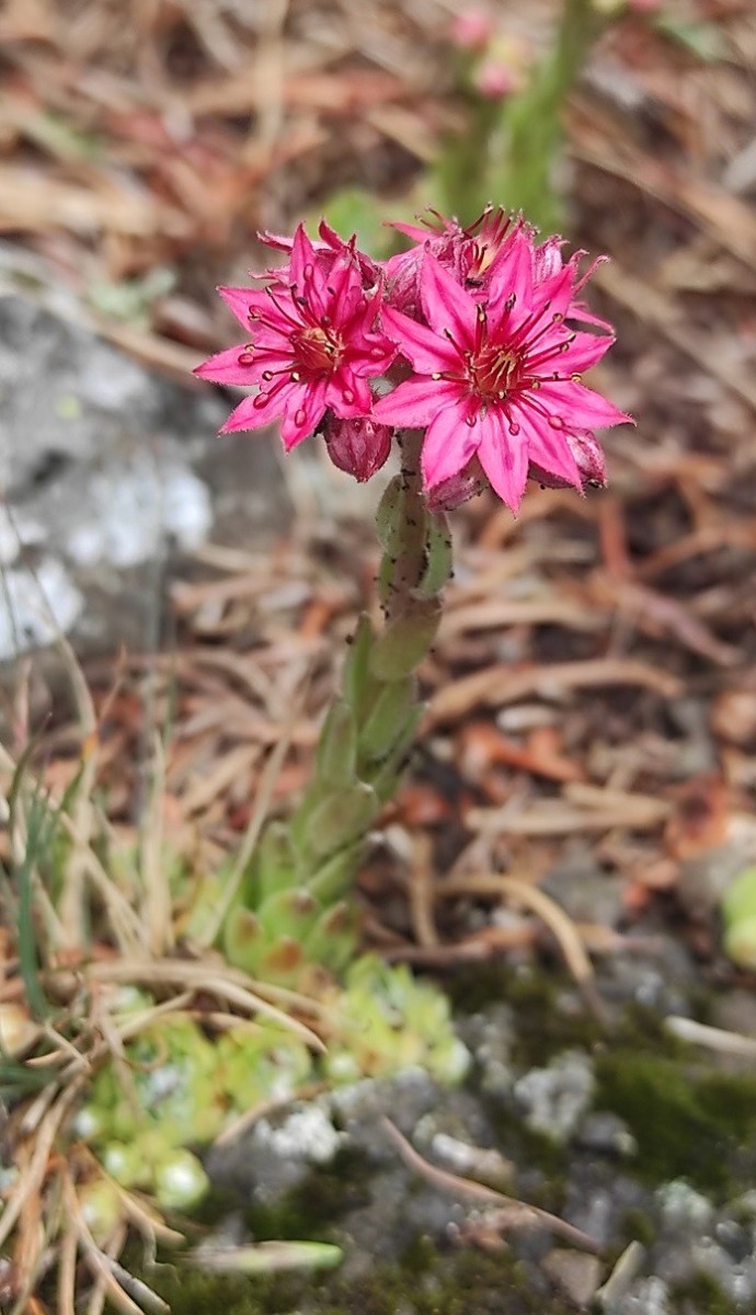 Sempervivum arachnoideum.jpg (176.05 KiB) 1778 mal betrachtet Sempervivum arachnoideum.jpg