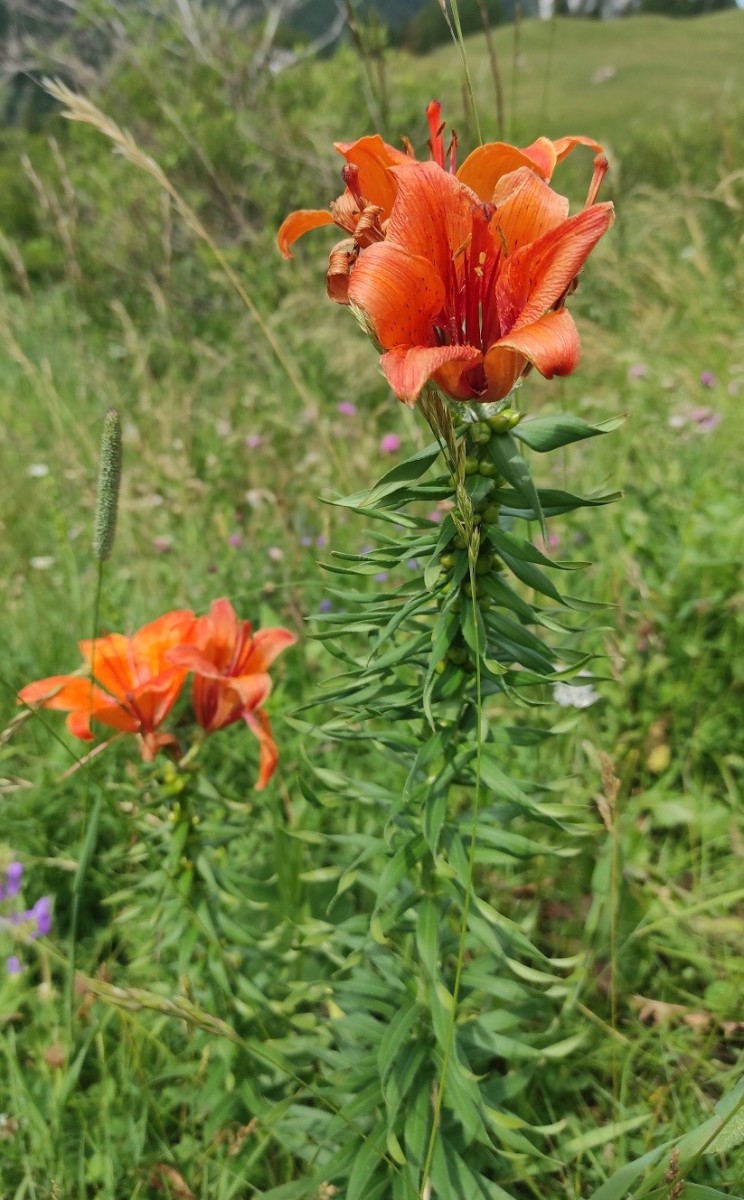 Lilium bulbiferum.jpg (275.64 KiB) 1777 mal betrachtet Lilium bulbiferum.jpg