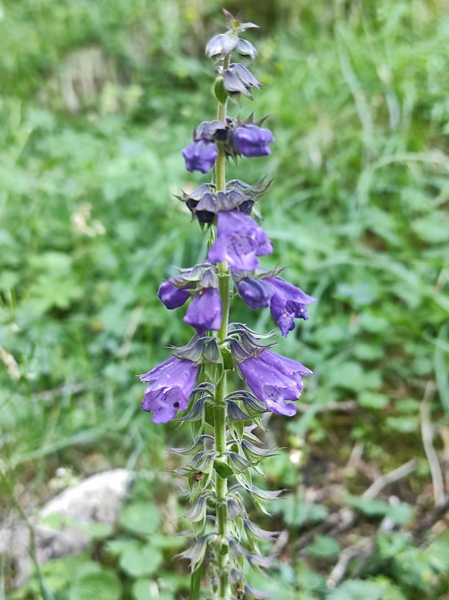 Horminum pyrenaicum.jpg (351.81 KiB) 1031 mal betrachtet Horminum pyrenaicum.jpg