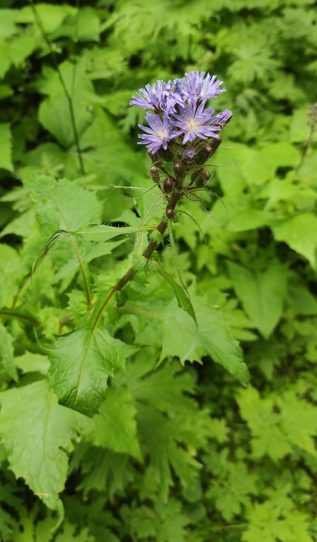 Cicerbita alpina.jpg