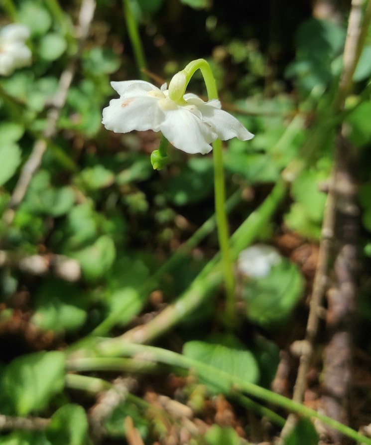 Moneses uniflora.jpg