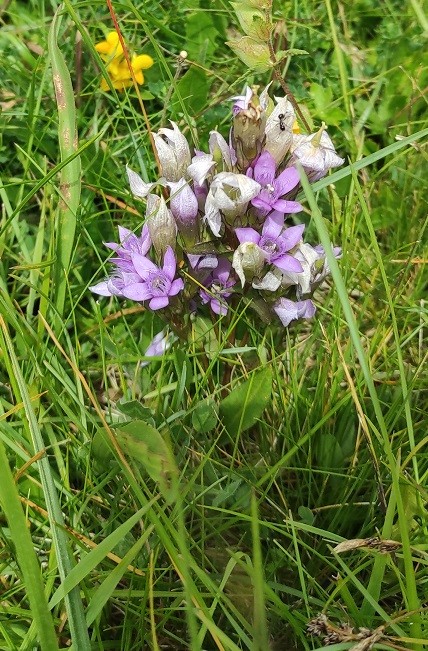 Gentianella_spec.jpg