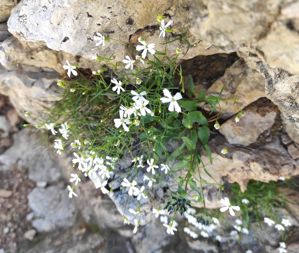 Heliosperma_.jpg