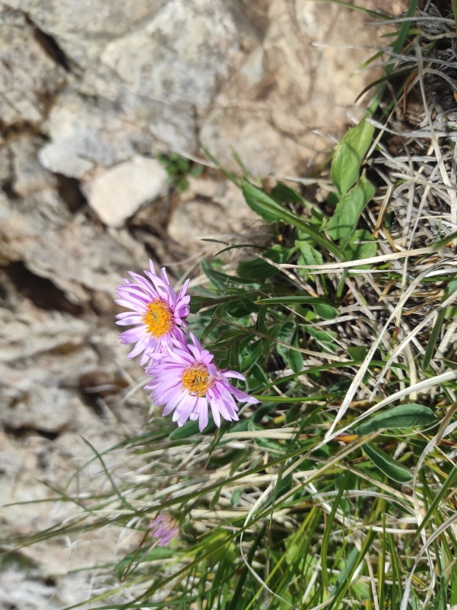 Aster_alpinus.jpg (375.31 KiB) 1777 mal betrachtet Aster_alpinus.jpg