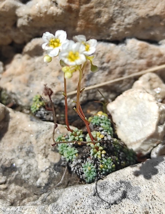 Saxifraga squarrosa.jpg