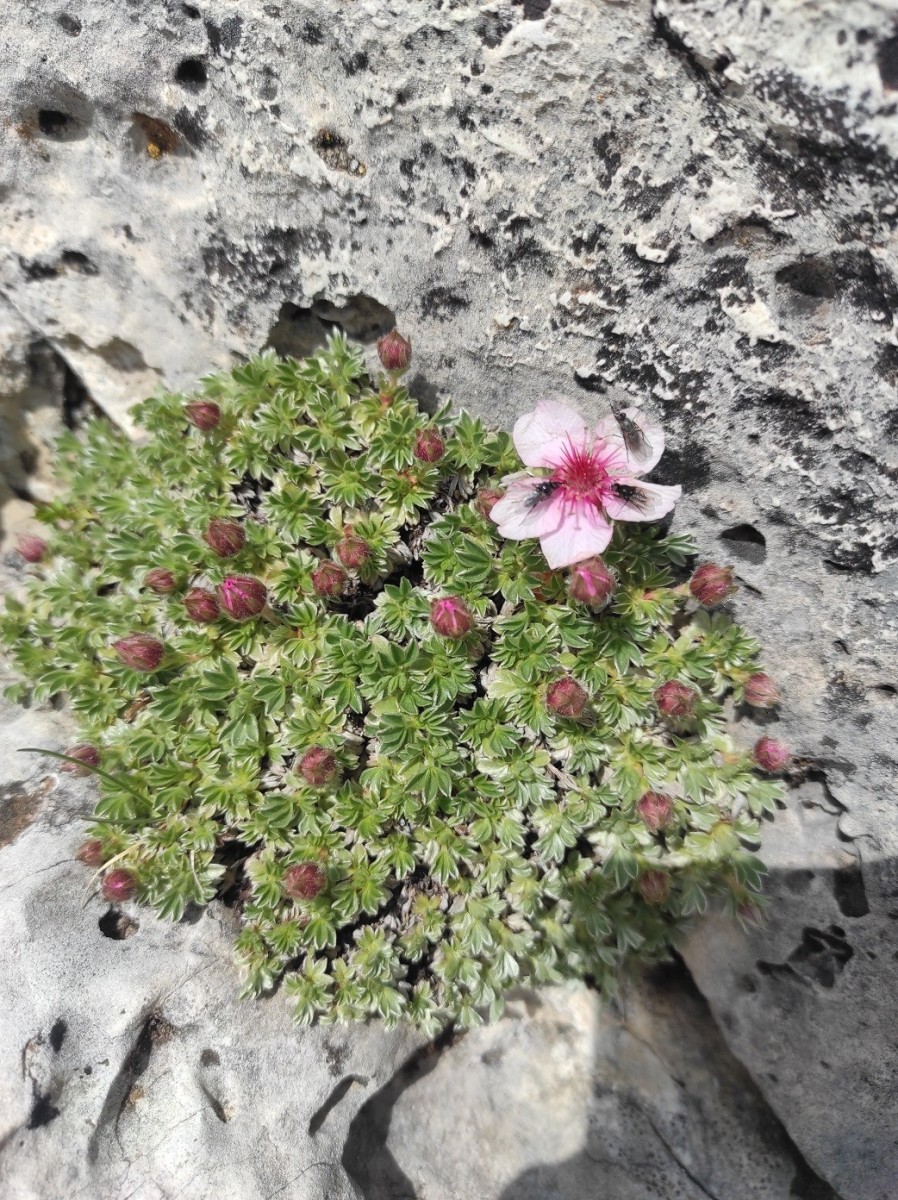Potentilla nitida.jpg (652.12 KiB) 1031 mal betrachtet Potentilla nitida.jpg