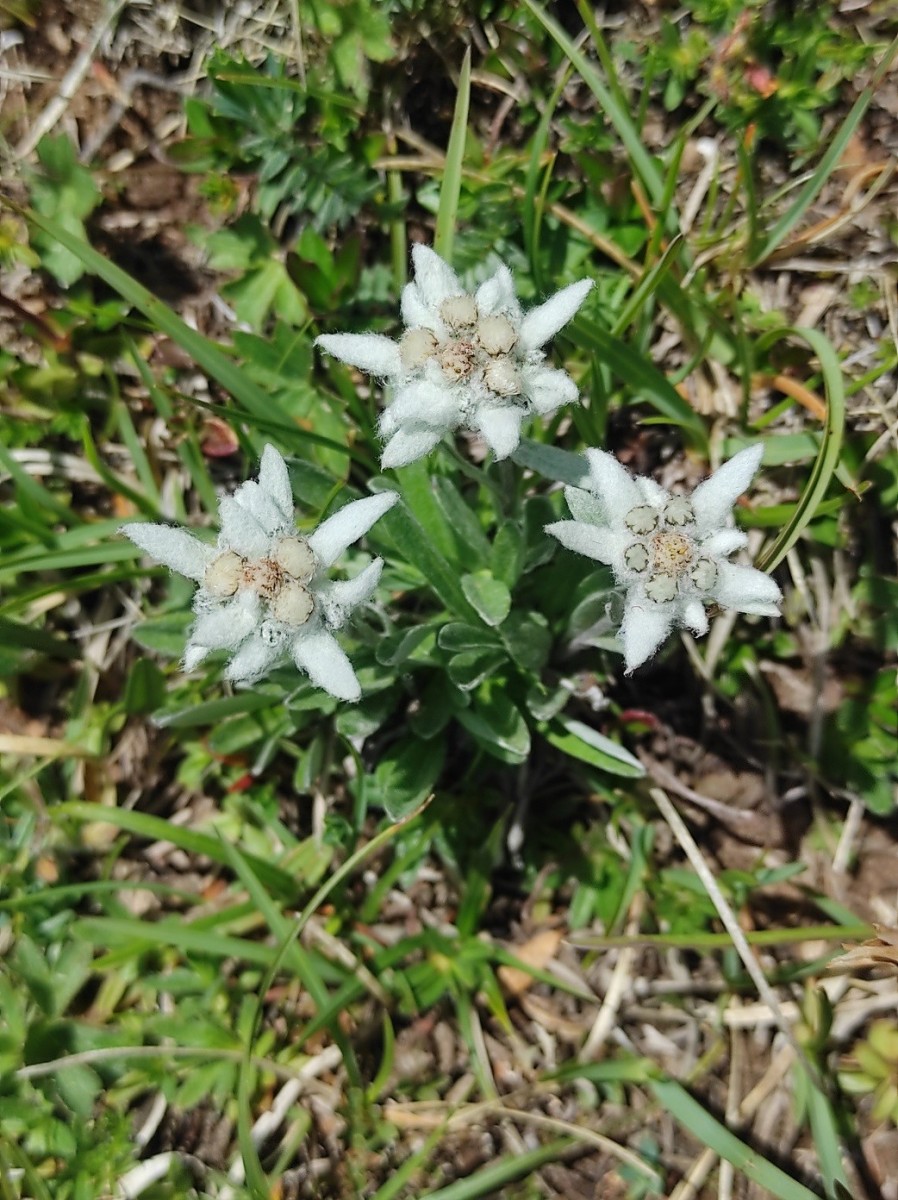Leontopodium alpinum.jpg (385.8 KiB) 1777 mal betrachtet Leontopodium alpinum.jpg