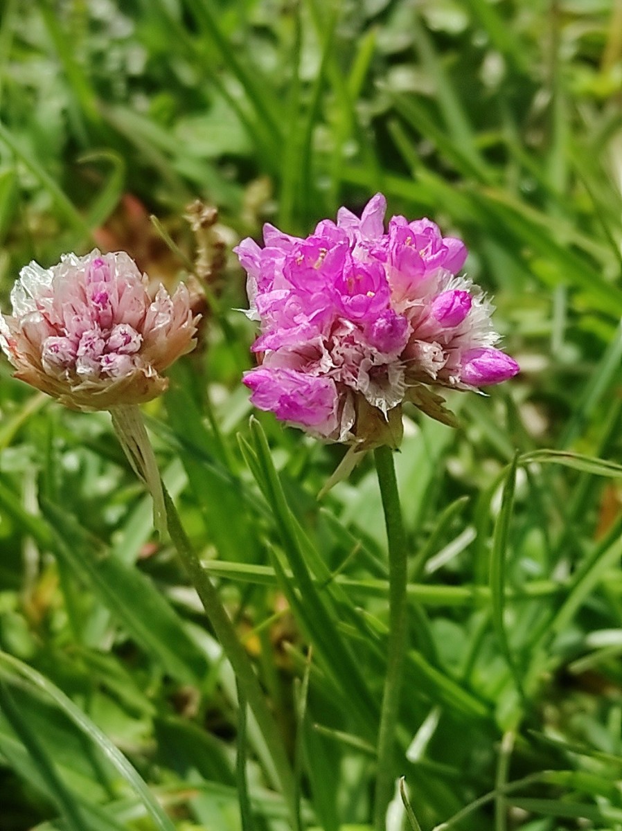 Armeria alpina.jpg (319.93 KiB) 1777 mal betrachtet Armeria alpina.jpg