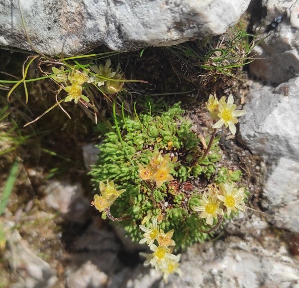 Saxifraga muscoides_.jpg
