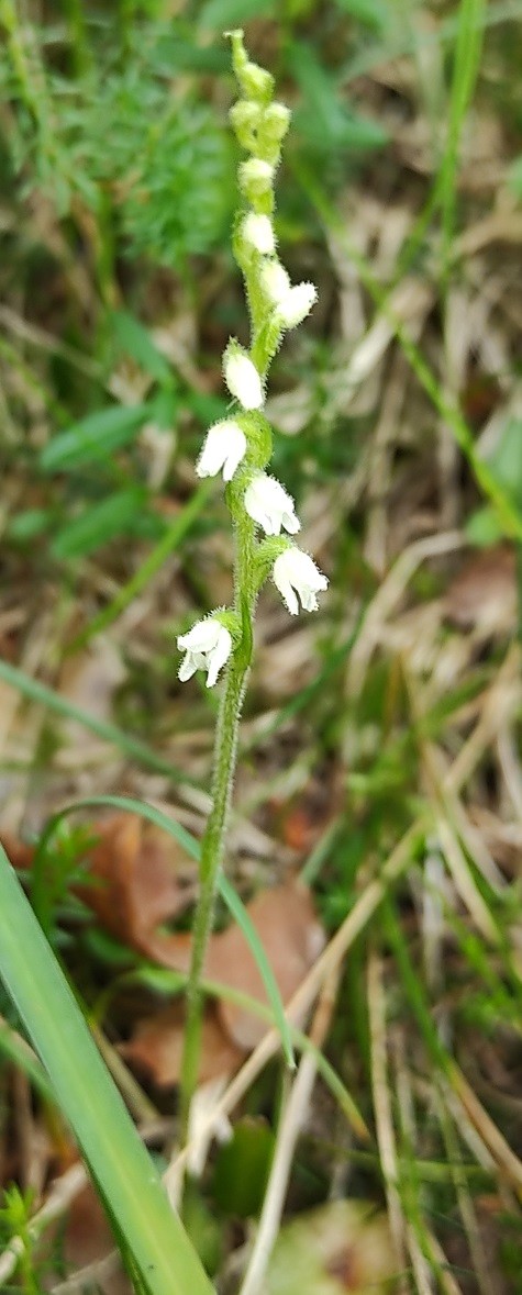 Goodyera_repens.jpg