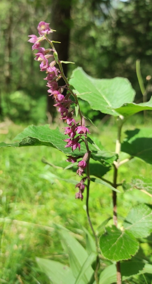 Epipactis_atrorubens.jpg (188.35 KiB) 1031 mal betrachtet Epipactis_atrorubens.jpg