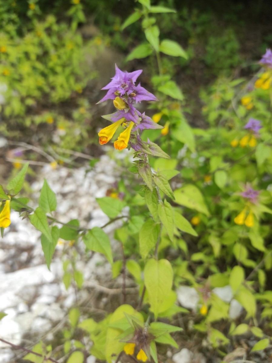 Melampyrum nemorosum.jpg (244.66 KiB) 1777 mal betrachtet Melampyrum nemorosum.jpg