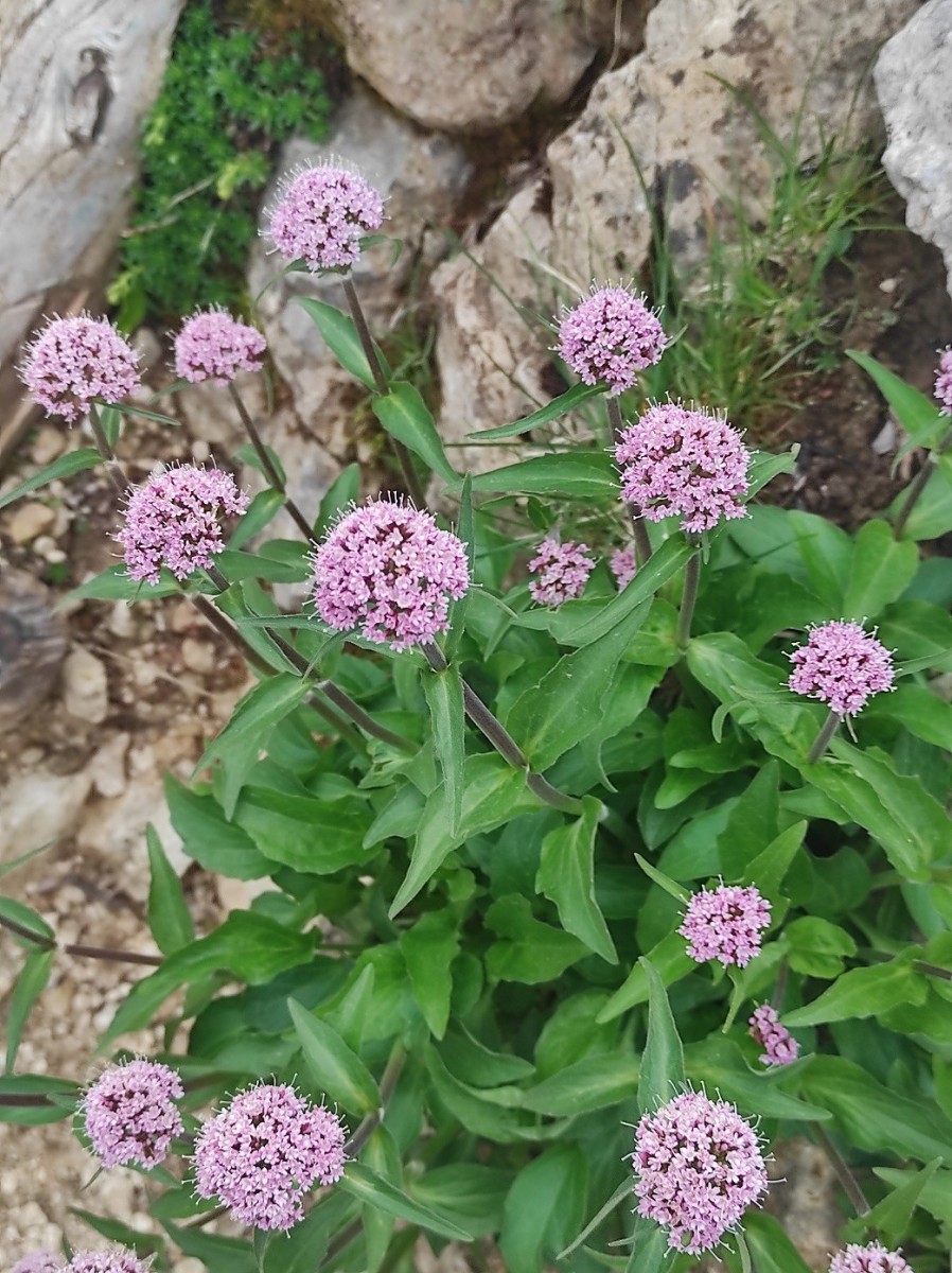 Valeriana montana.jpg (421.18 KiB) 1031 mal betrachtet Valeriana montana.jpg